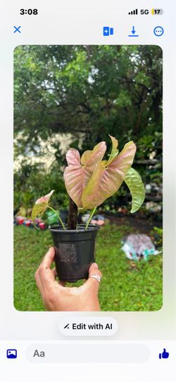 Syngonio live house plant