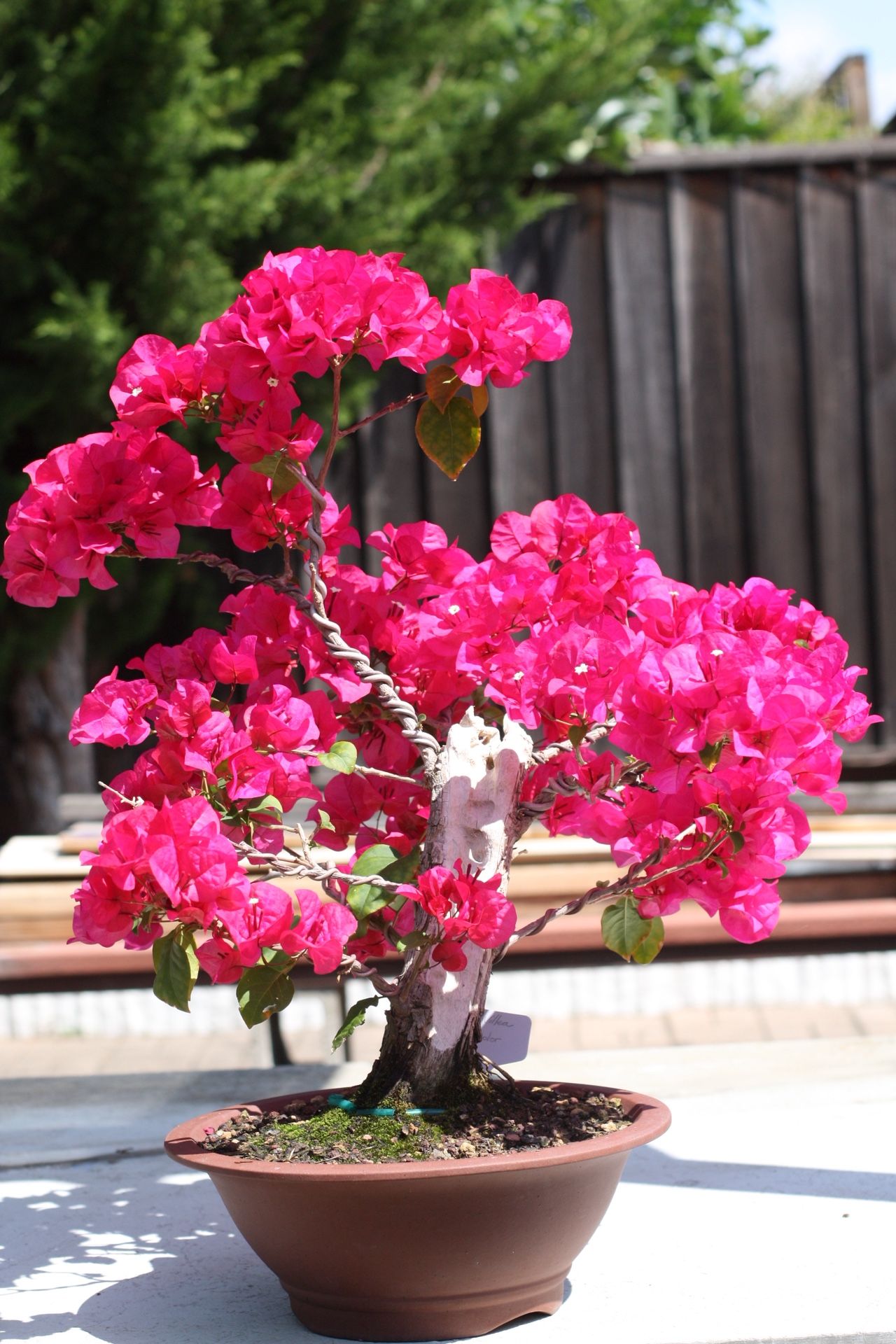 Inspired Flowering Bonsai Bougainvillea in Informal Upright Style