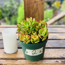 Live indoor Jade Crosby plant in a plastic nursery planter pot—firm price