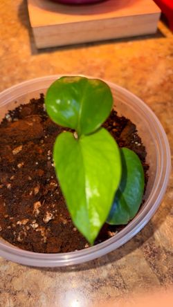 Small pothos plant