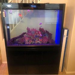 next marriage Large Full-Sized Fish Tank – A Beautiful Centerpiece for Your Home