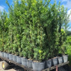 Spectacular Podocarpus Plants For Inmediate Privacy!!! 6 Feet Tall Measurements Over The Pot!!! Fertilized!!! Excellent Price. 