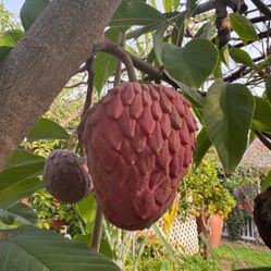 Red Geffner Atemoya Fruit Tree 