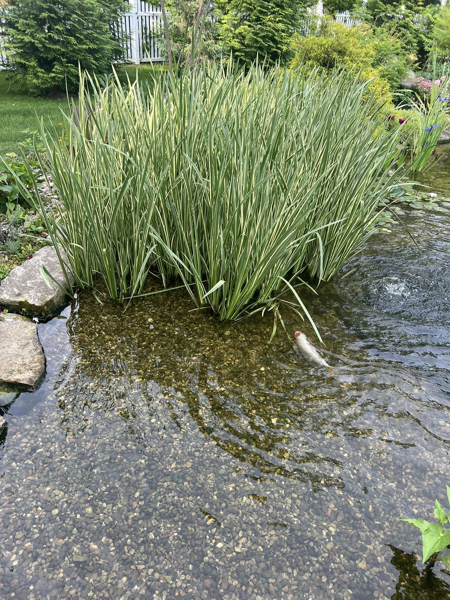 Free Pond Plants