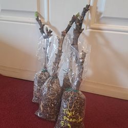 Rooted Panache Tiger Fig Plants