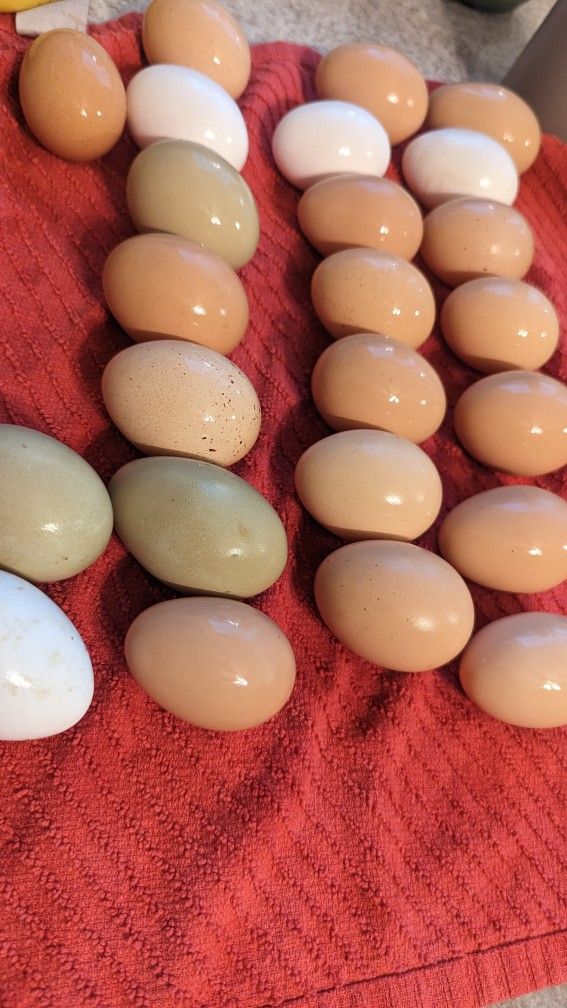 Eggs