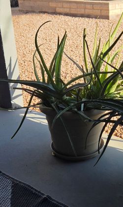 Aloe Vera plants