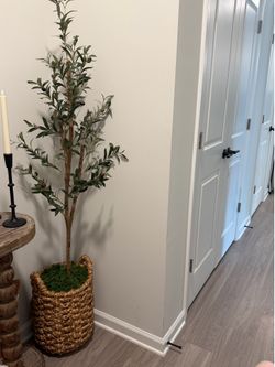 Olive tree