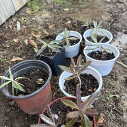 Mother Of Thousand Succulents 