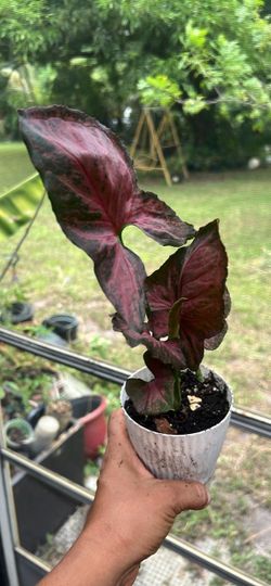 Syngonium ‘Orm Nak Red’ 4”