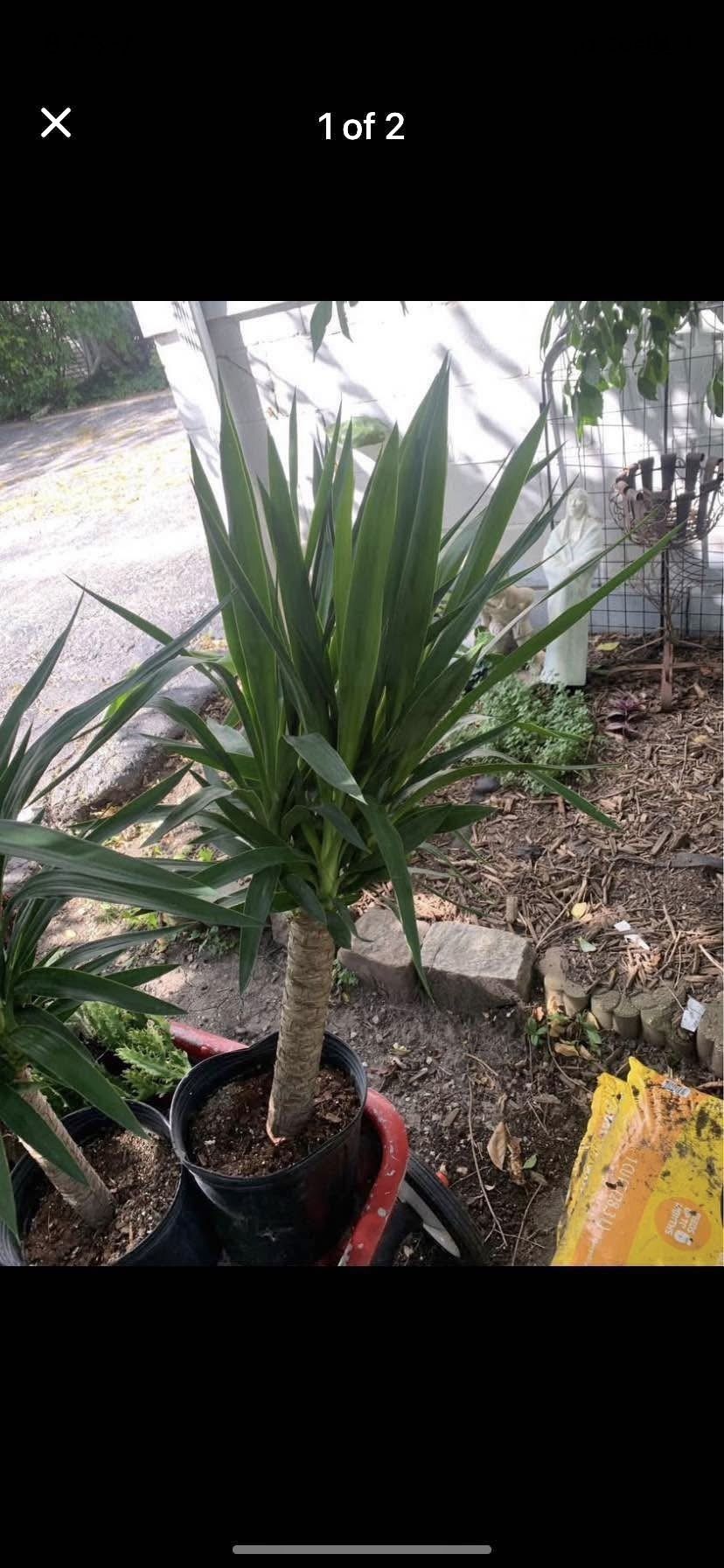 Yuka Tree Plants!! $25 Each!! 