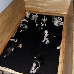 Whelping Box