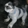 Billy