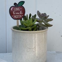 small succulent plant arrangement in ceramic pot - nice gift