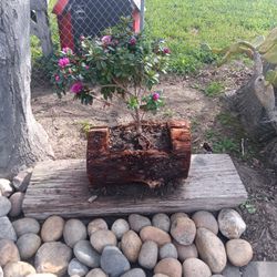 Azelia In A Pot Made In Red Wood