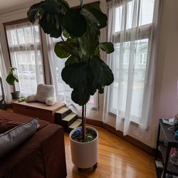 Tall Fiddle Fig Tree
