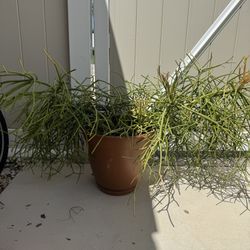 Pencil Cactus 