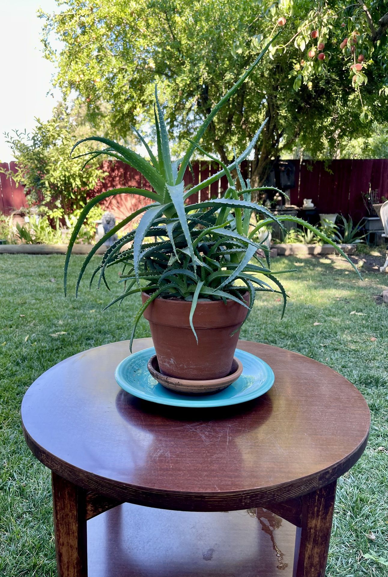 Candelabra Aloe Vera