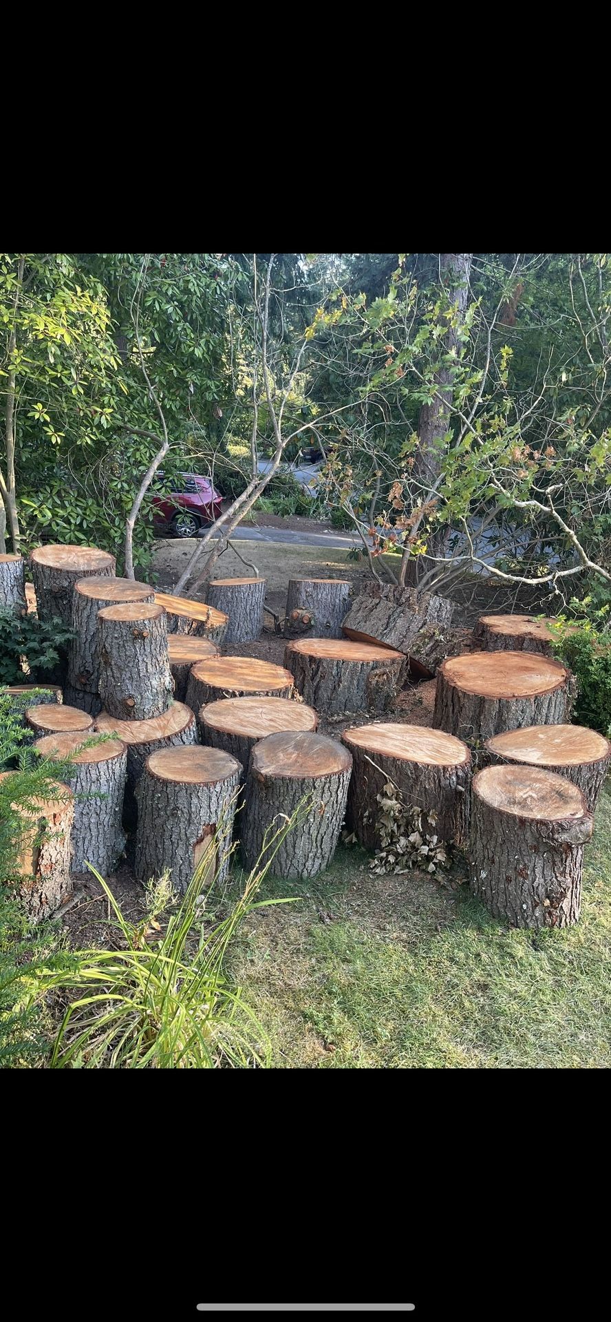 Free- Douglas Fir Firewood Rounds
