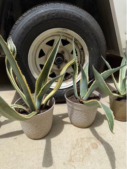 Variegated Americana Agave