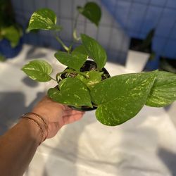 Planta natural 🪴6