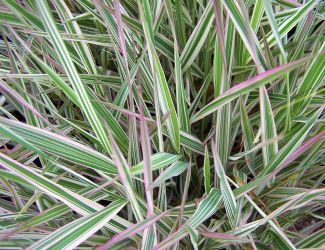 Strawberries and cream  phalaris