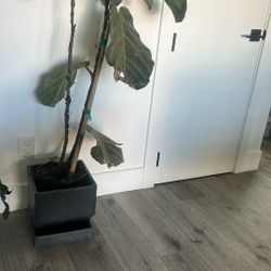 Beautiful Live Fiddle Leaf Tree with Modern Planter - Like New!