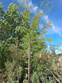 Mezquit trees.