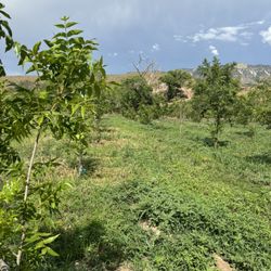 Hermoso Rancho en Casas Grandes 