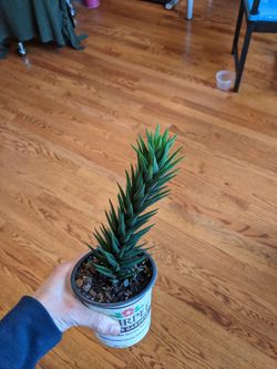 7" tall Succulent, not sure exact type