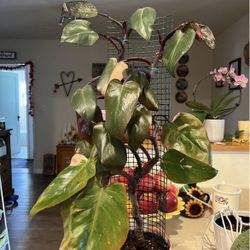 Exotic House Plants!