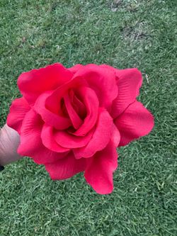 Roses roses
