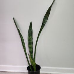 Sansevieria Snake Plant In 6.5" Pot.