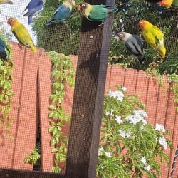 Cage Bird