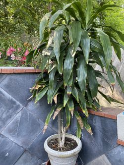 Dracaena Plant