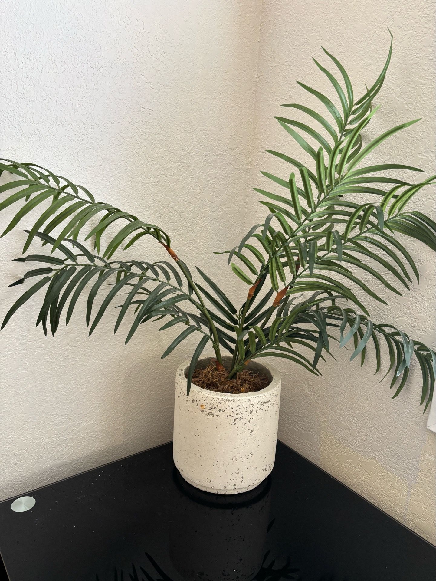 Fake Plant - ONLY $5