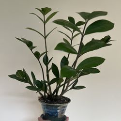 Assorted Plants- Small And Medium size 