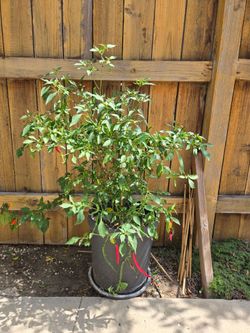 30" Thai Scorpion Hybrid Pepper Plant
