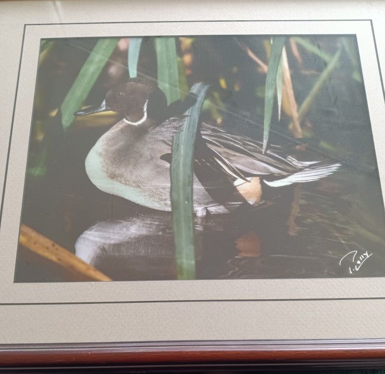 Mallard Duck Colored Print