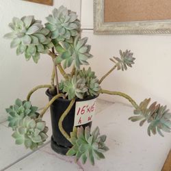 Large size potted succulent