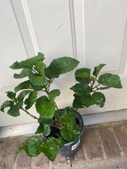 Double orange hibiscus