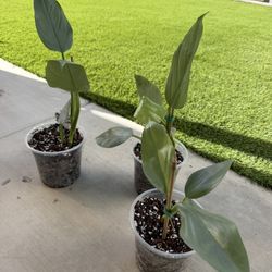 Philodendron Hastatum Silver Sword