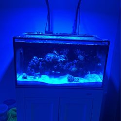Innovative Marine 20g Nuvo Pro Tank And Stand