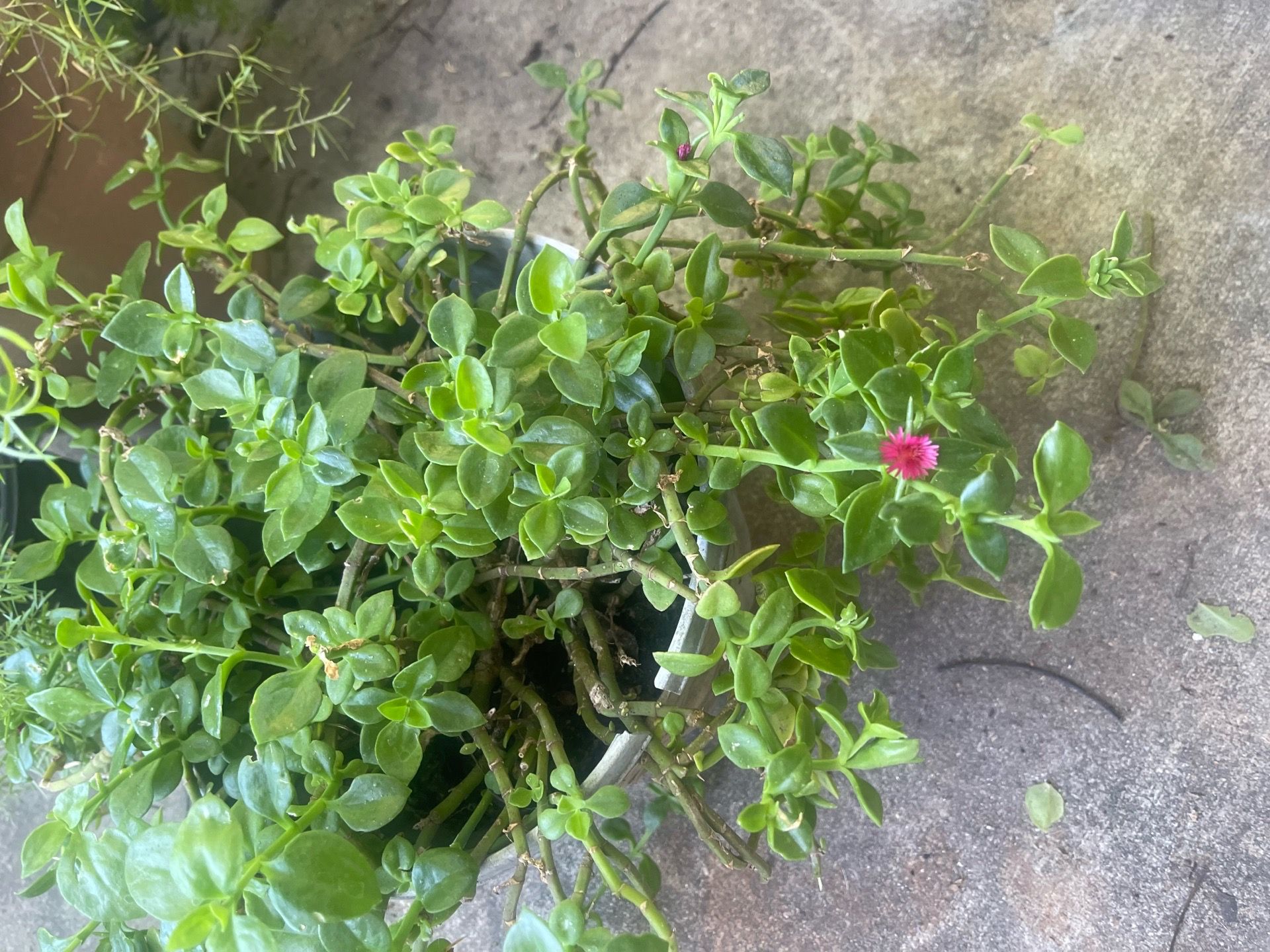 Any one plant &5