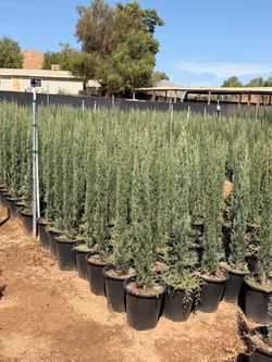 Italian cypress 5 gallons 4 feet tall