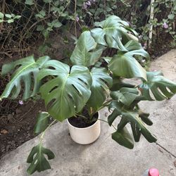 Beautiful House Plant.  