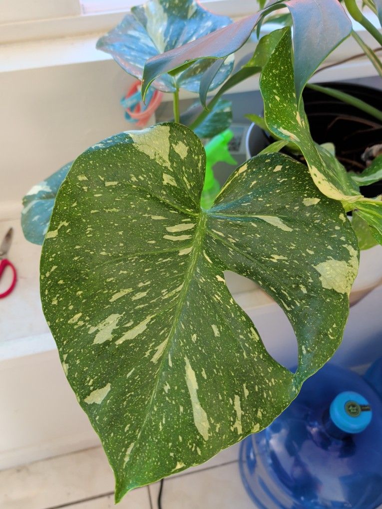 Monstera variegated, Thai Constellation. Potted. Multiple Leaves.