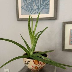 Allow vera plant