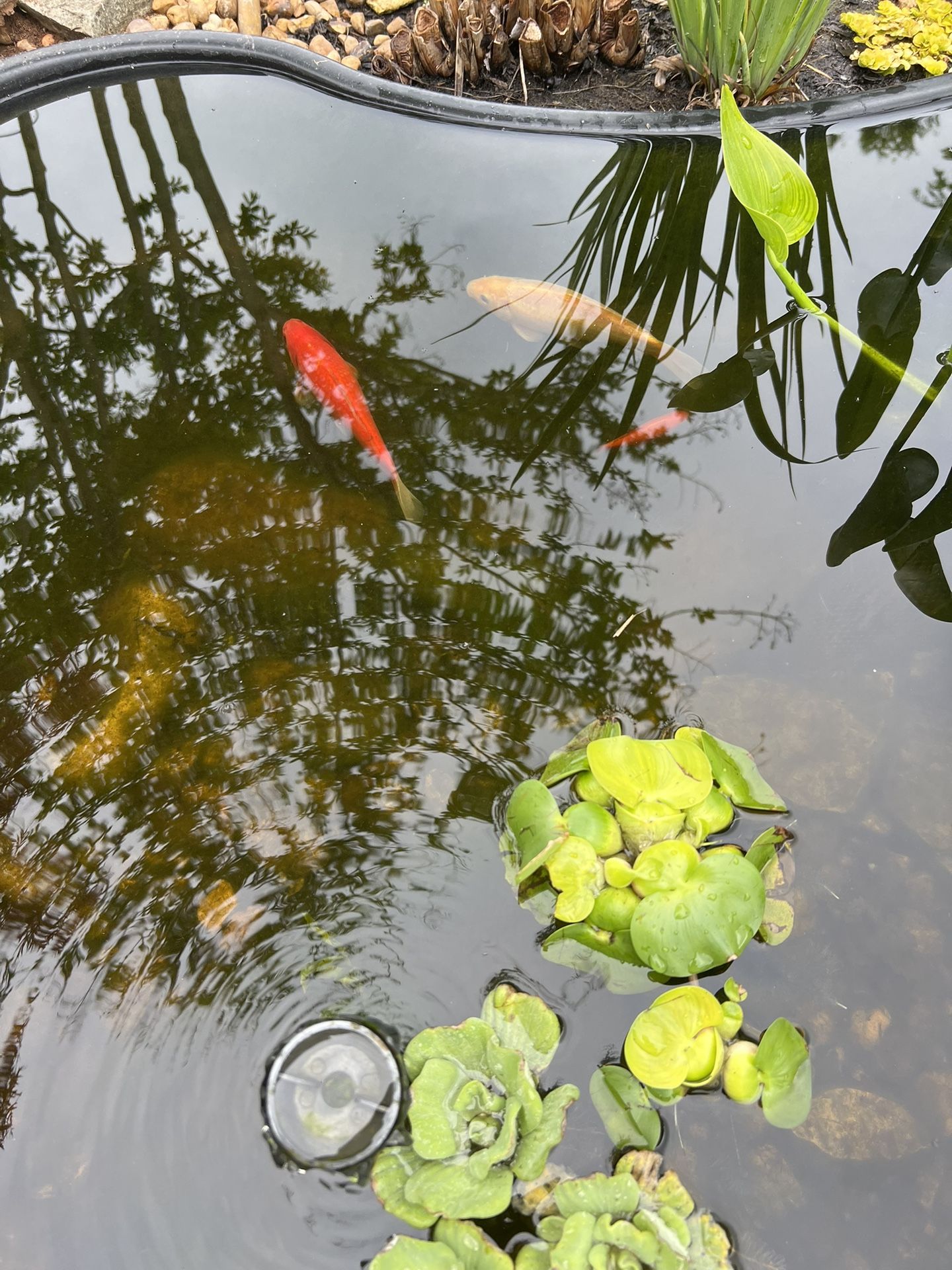 Comets /Goldfish