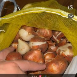 Tulip Bulbs